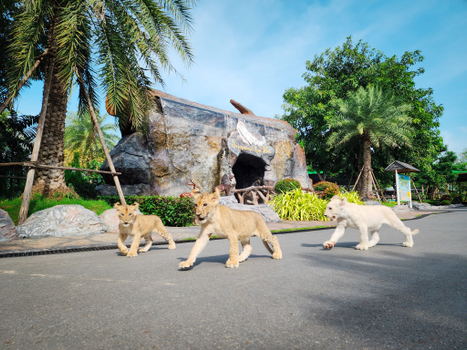 一口價【五星泰新鮮6日】大城動物園、龍蝦海鮮吃到飽、夜遊暹羅灣-長榮