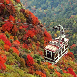 九州福岡紅葉楓旅+別府纜車+柳川遊船+萌熊電車+三大蟹吃到飽溫泉5日(星宇航空福岡進出)
