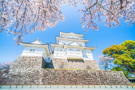 預約粉紅櫻花海♯櫻情邀約.賞櫻百選浪漫東京半自助6日| 賞櫻百選小田原城址公園、鐮倉若宮櫻並木、千年櫻花神社、國營昭和公園花海、草莓吃到飽、敘敘苑燒肉