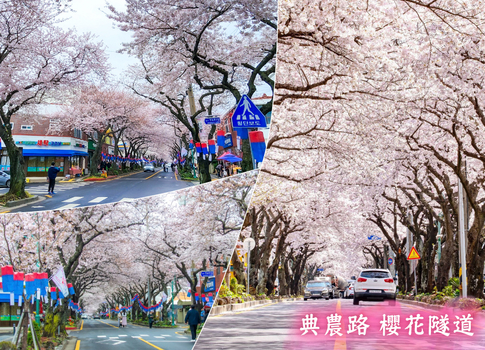 跟團限時省♯<春季限定>春濟賞粉櫻５日(彩妝1站)~典農路櫻花隧道.山茶花之丘.鹿山路.涯月長田里櫻花隧道.觀音寺.黑毛豬烤肉吃到飽