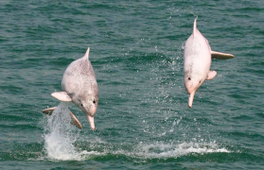 【生態遊】中華白海豚觀賞之旅