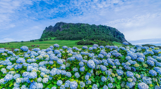 濟州島機加酒 ✈ 5天4夜