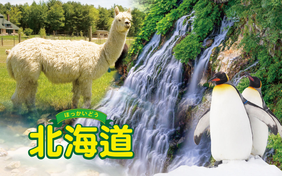 促銷北海道５日－人氣NO1旭山動物園、男山酒造、白鬚瀑布、美瑛青池、卡哇依草泥馬、富良野果醬園