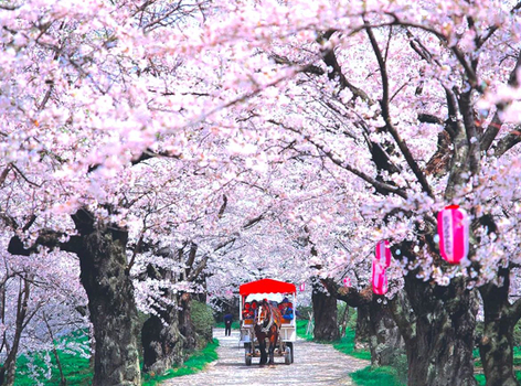 【東北舞春櫻】北上展勝地.角館枝垂櫻.白石川堤一目千本櫻.真人公園.銀山溫泉街.採草莓.松島遊船.升等雙溫泉 4天