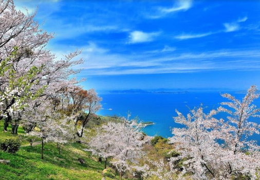 預約粉紅櫻花海♯長榮四國戀櫻5天~瀨戶內海紫雲出山、讚岐滿濃百花綻放、花嫁彩球霜、小豆島天使祕境