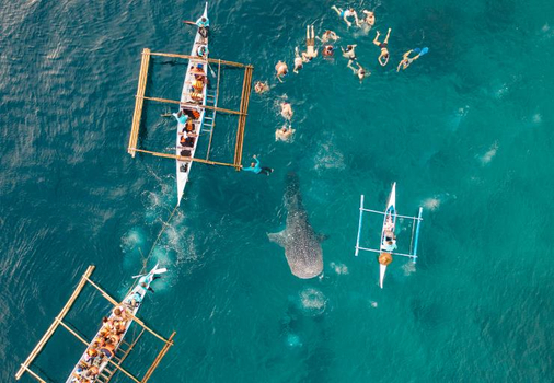 海島正熱♯宿霧自主遊５天～歐斯陸鯨鯊共游、贈送沙丁魚景觀、市區觀光、二天自由自在