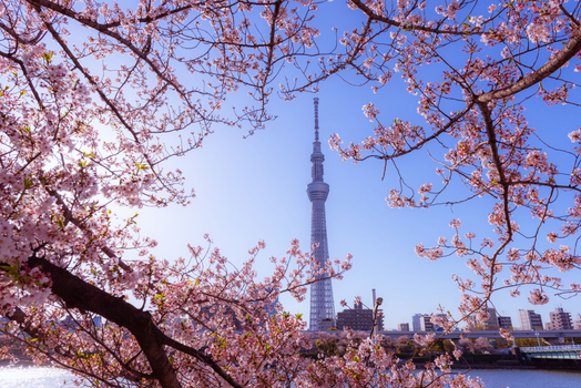 預約粉紅櫻花海♯【東京漫舞櫻花５日】橫濱百選櫻花、新宿御苑、箱根富士遊船、千鳥之淵、敘敘苑、螃蟹溫泉[含稅簽]