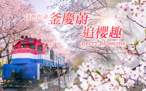 預約粉紅櫻花季♯釜慶蔚追櫻趣5日〈彩妝一站〉-鎮海櫻花季、蔚山無去川夜櫻、賞櫻秘境~朱田櫻花隧道、海景汗蒸幕、人氣膠囊列車、長腳蟹吃到飽
