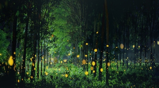 花蓮鯉魚潭賞螢派對+鳳林小鎮慢遊2天