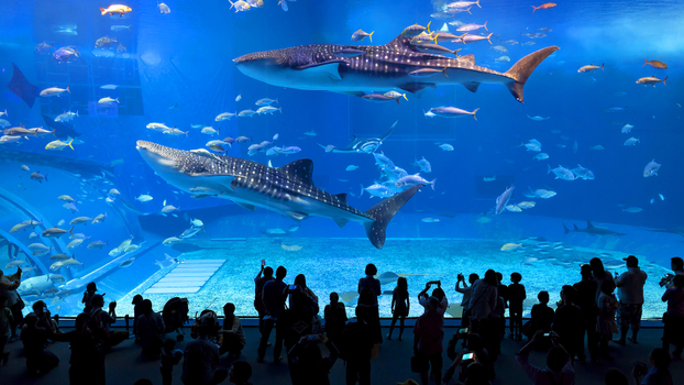 【台中出發．促銷回饋沖繩４日】美麗海水族館、星野下午茶、系滿漁市場、PARCO CITY購物商場[含稅簽]