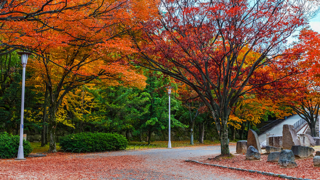 賞楓限時省♯《十人成行》《泰好玩楓紅關西四都5日遊》