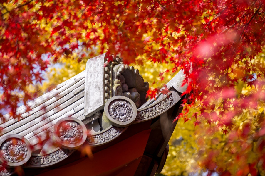 追楓早鳥省♯【秋楓四國】大步危峽紅葉遊船．祖谷葛藤橋．鳴門漩渦．阿波舞．金刀比羅宮．栗林公園．竹林寺．高知城．名湯饗宴4天