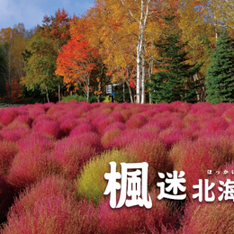 追楓早鳥省♯楓迷北海道5日-紅葉、掃帚草、支笏湖、銀杏隧道、企鵝遊行、米其林星空夜景、洞爺花火、螃蟹懷石料理(北出中回)