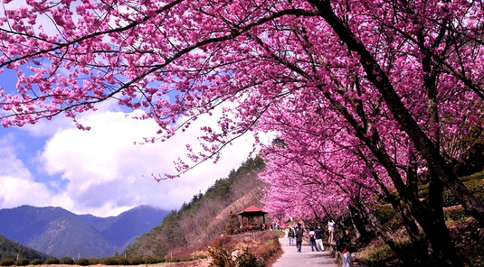 台東日暉Villa渡假+武陵農場森林浴3天