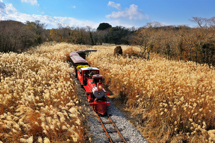 【不進保肝】海洋濟州～升等市區、嚕嚕米樂園、森林小火車、噢雪綠茶園、烤肉吃到飽5日(TW)