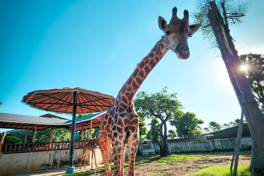 【曼谷大城】獅子野生動物園、長尾船賞象、LV精品博物館 5日(含稅)