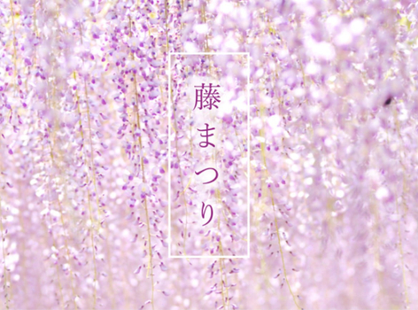 【紫戀星四國】紫藤花物語．和氣町藤公園．倉敷美觀x後樂園．牧野植物園．大步危峽谷遊船．春採草莓．燒肉吃到飽4天