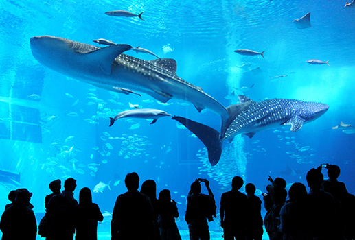 寒假早鳥GO♯樂遊沖繩~海洋博水族館.玉泉洞太鼓秀.半潛艇 四日