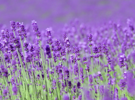 週七狂歡日♯【北海道星花開】富良野薰衣草花田.美瑛四季彩之丘.森林精靈露台.浪漫小樽.可愛企鵝.螃蟹吃到飽.十勝美人湯5天