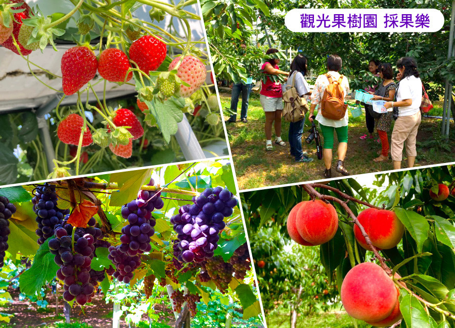 【限量升等】沐戀北海道富士山5日.五星新雪谷花園大倉日航.白色戀人冰淇淋.小樽運河.採果樂.敘敘苑燒肉.螃蟹自助餐