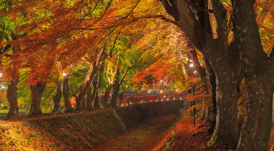 【東京紅葉盛宴5日】河口湖紅葉迴廊.新倉富士淺間神社.合掌村