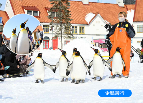星宇雪夢幻北海道5日.白色燈節.企鵝遊行.雪上三合一.函館百萬纜車.浪漫函館燈節.洞爺湖.螃蟹吃到飽(函館進出)