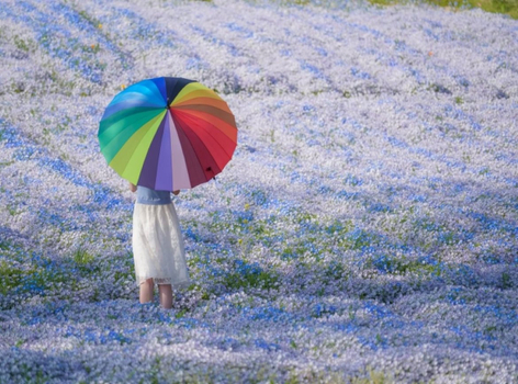 星宇高松【星戀小豆島】寒霞溪纜車.二十四瞳映畫村.大步危遊船.讚岐滿濃花爛漫.金刀比羅宮.松山城.燒肉放題.名湯饗宴5天