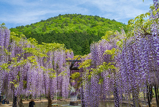 關西限定~紫藤花海.天橋立.竹田城跡.清水寺.蕎麥麵體驗五日