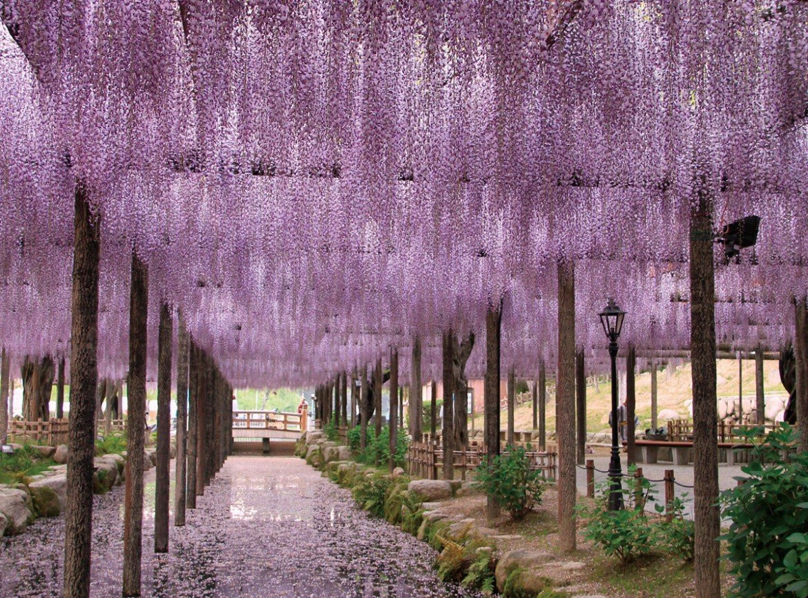 【雪壁奇景】黑部立山.紫藤花物語.秘境上高地.童話合掌村.兼六園.國寶松本城.郡上八幡.飛驒高山.雙溫泉5天