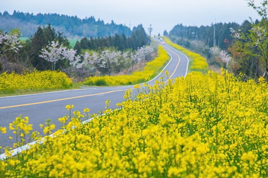 暑假餘位揪團省♯濟州五星療癒之旅五天《不走人蔘保肝》山房山、山茶花之丘、西歸浦治癒森林、神話世界主題樂園、黑皮農場動物園【德威】